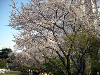 2010sakura2.jpg