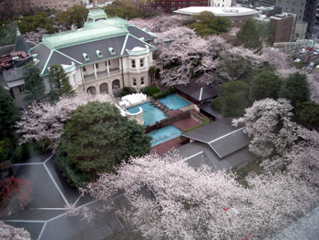 2010sakura5.jpg