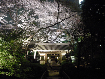 2010sakura6.jpg