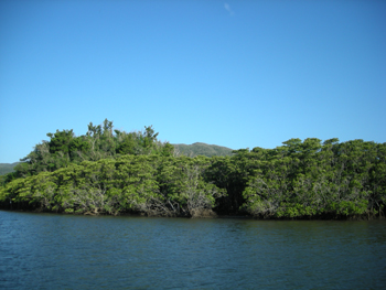iriomote5.jpg
