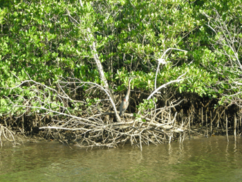 iriomote6.jpg