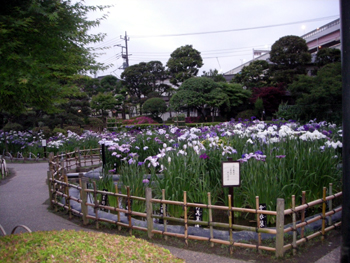 shoubu4.jpg